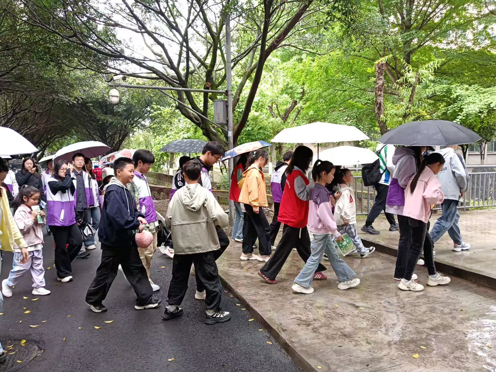 银杏逐光，知行探途活动图片5